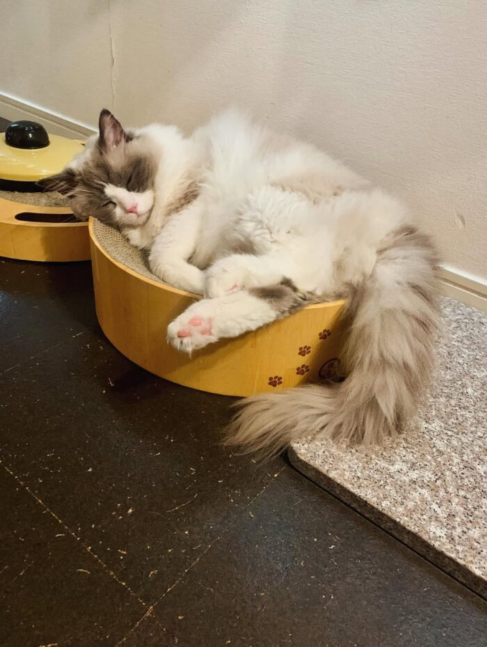 遠野凪子が飼っていた愛猫・愁くんの画像